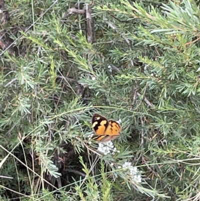Heteronympha merope (Common Brown Butterfly) at Jerrabomberra, NSW - 1 Jan 2023 by Mavis