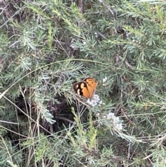 Heteronympha merope at Jerrabomberra, NSW - suppressed