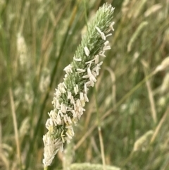 Phalaris aquatica (Phalaris, Australian Canary Grass) at Jerrabomberra, NSW - 1 Jan 2023 by Mavis