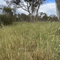 Phalaris aquatica at Jerrabomberra, NSW - suppressed