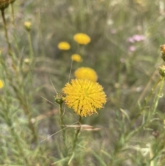 Rutidosis leptorhynchoides (Button Wrinklewort) at Jerrabomberra, NSW - 1 Jan 2023 by Mavis