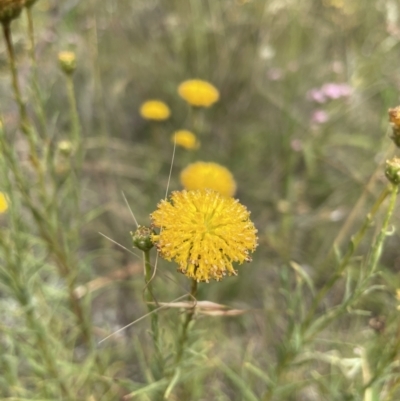 Rutidosis leptorhynchoides (Button Wrinklewort) at Jerrabomberra, NSW - 1 Jan 2023 by Mavis