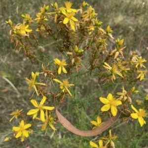 Hypericum perforatum at Jerrabomberra, NSW - 1 Jan 2023