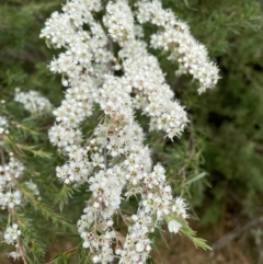 Kunzea ericoides (Burgan) at Jerrabomberra, NSW - 1 Jan 2023 by Mavis