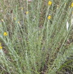 Chrysocephalum semipapposum (Clustered Everlasting) at Jerrabomberra, NSW - 1 Jan 2023 by Mavis