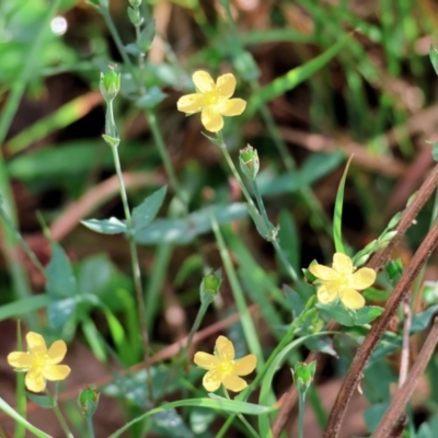 Hypericum gramineum (Small St Johns Wort) at Wyndham, NSW - 31 Dec 2022 by KylieWaldon