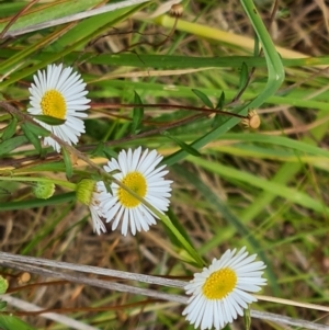 Erigeron karvinskianus at Isaacs, ACT - 1 Jan 2023