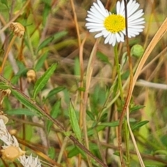 Erigeron karvinskianus at Isaacs, ACT - 1 Jan 2023