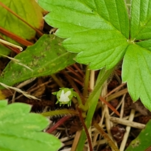 Potentilla vesca at Isaacs, ACT - 1 Jan 2023 04:50 PM