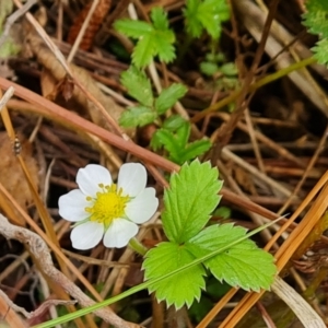 Potentilla vesca at Isaacs, ACT - 1 Jan 2023 04:50 PM
