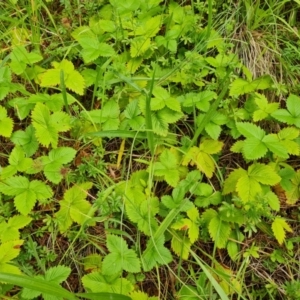 Potentilla vesca at Isaacs, ACT - 1 Jan 2023 04:50 PM