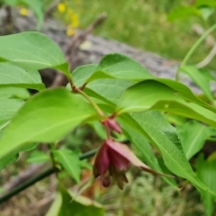 Leycesteria formosa (Himalayan Honeysuckle) at Isaacs, ACT - 1 Jan 2023 by Mike