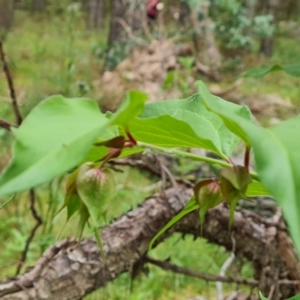 Leycesteria formosa at Isaacs, ACT - 1 Jan 2023