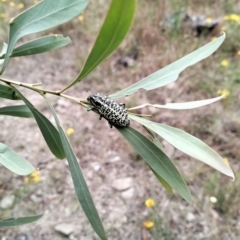 Chrysolopus spectabilis (Botany Bay Weevil) at Carwoola, NSW - 31 Dec 2022 by Zoed