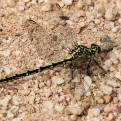Austrogomphus guerini (Yellow-striped Hunter) at Burragate, NSW - 1 Jan 2023 by KylieWaldon