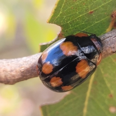 Paropsisterna beata (Blessed Leaf Beetle) at Acton, ACT - 1 Jan 2023 by trevorpreston
