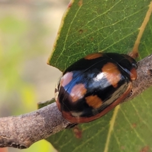 Paropsisterna beata at Acton, ACT - 1 Jan 2023