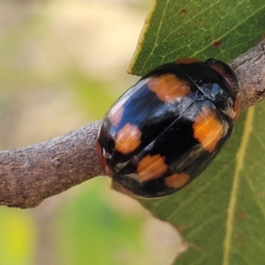 Paropsisterna beata at Acton, ACT - 1 Jan 2023