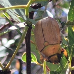 Anoplognathus brunnipennis at Lake Burley Griffin West - 1 Jan 2023 01:40 PM