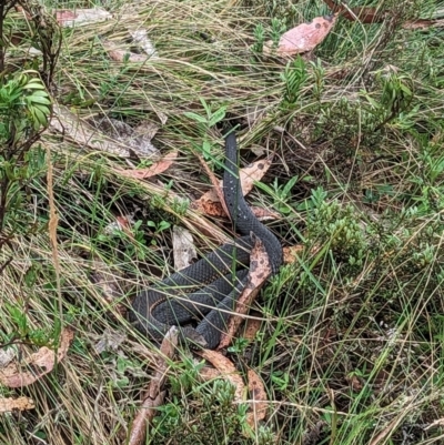 Austrelaps ramsayi (Highlands Copperhead) at Cotter River, ACT - 1 Jan 2023 by Rebeccajgee