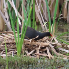 Gallinula tenebrosa (Dusky Moorhen) at Jerrabomberra Wetlands - 31 Dec 2022 by MatthewFrawley