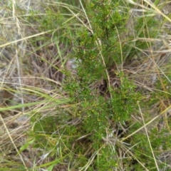 Cryptandra amara (Bitter Cryptandra) at Hackett, ACT - 1 Jan 2023 by Avery