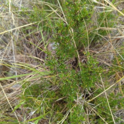 Cryptandra amara (Bitter Cryptandra) at Hackett, ACT - 1 Jan 2023 by Avery