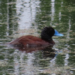 Oxyura australis (Blue-billed Duck) at Jerrabomberra Wetlands - 31 Dec 2022 by MatthewFrawley