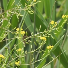 Rorippa palustris (Marsh Watercress) at Kowen, ACT - 1 Jan 2023 by RAllen