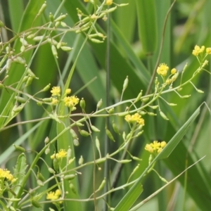 Rorippa palustris at Kowen, ACT - 1 Jan 2023