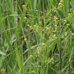 Rorippa palustris at Kowen, ACT - 1 Jan 2023