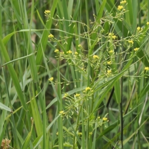 Rorippa palustris at Kowen, ACT - 1 Jan 2023