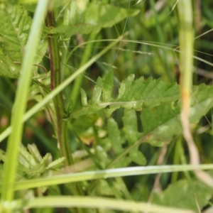 Rorippa palustris at Kowen, ACT - 1 Jan 2023