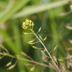 Rorippa palustris at Kowen, ACT - 1 Jan 2023