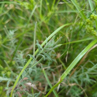 Epilobium billardiereanum subsp. cinereum (Variable Willow-herb) at Hackett, ACT - 1 Jan 2023 by Avery