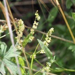 Rumex acetosella (Sheep Sorrel) at Kowen, ACT - 1 Jan 2023 by RAllen