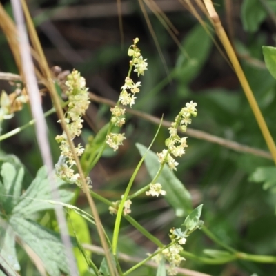 Rumex acetosella (Sheep Sorrel) at Kowen, ACT - 1 Jan 2023 by RAllen