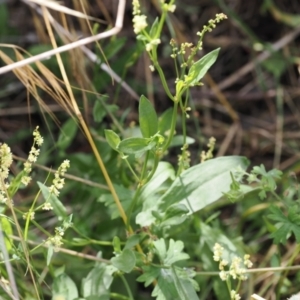 Rumex acetosella at Kowen, ACT - 1 Jan 2023 12:12 PM