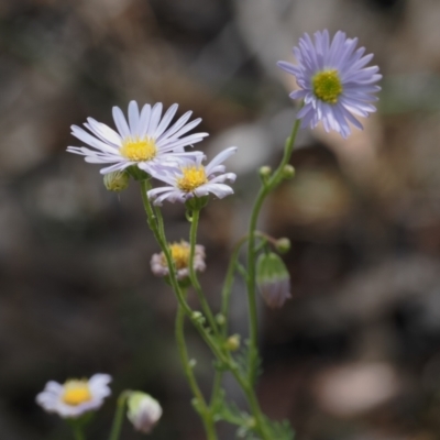 Brachyscome rigidula (Hairy Cut-leaf Daisy) at Kowen, ACT - 1 Jan 2023 by RAllen