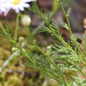 Brachyscome rigidula at Kowen, ACT - 1 Jan 2023