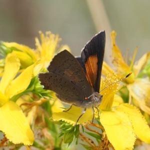 Paralucia pyrodiscus at Kowen, ACT - 1 Jan 2023