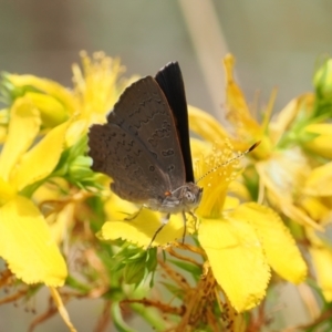 Paralucia pyrodiscus at Kowen, ACT - 1 Jan 2023