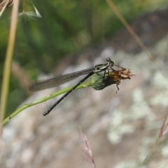 Austroargiolestes icteromelas (Common Flatwing) at Kowen, ACT - 1 Jan 2023 by RAllen