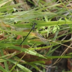 Austroargiolestes icteromelas at Kowen, ACT - 1 Jan 2023 12:40 PM