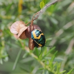 Scutiphora pedicellata (Metallic Jewel Bug) at Kowen, ACT - 1 Jan 2023 by RAllen