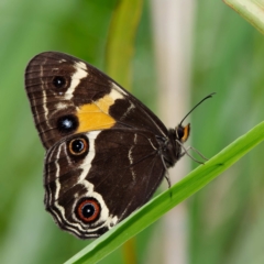 Tisiphone abeona (Varied Sword-grass Brown) at Rossi, NSW - 1 Jan 2023 by DPRees125