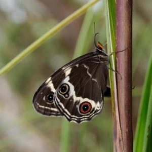 Tisiphone abeona at Rossi, NSW - 1 Jan 2023 03:10 PM