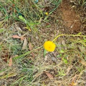 Rutidosis leptorhynchoides at Yarralumla, ACT - 30 Dec 2022