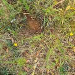 Rutidosis leptorhynchoides at Yarralumla, ACT - 30 Dec 2022