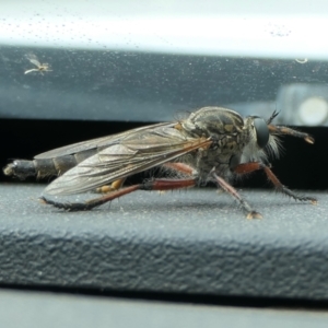 Zosteria sp. (genus) at Yass River, NSW - 1 Jan 2023